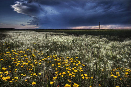 Foxtails And Wildflowers Wall Mural