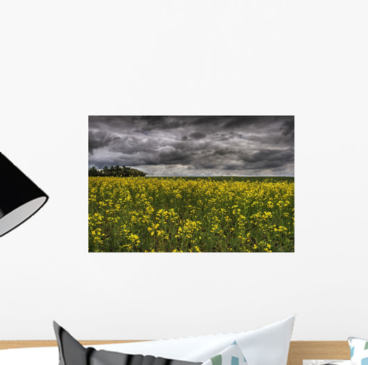 Summer Storm Clouds Over A Canola Field East Of Fort Saskatchewan Wall Mural