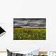 Summer Storm Clouds Over A Canola Field East Of Fort Saskatchewan Wall Mural