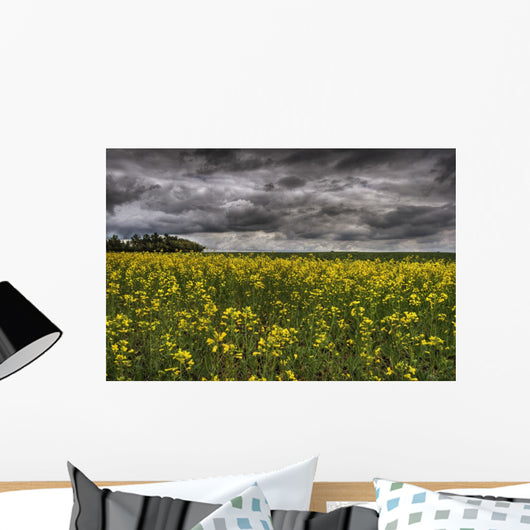 Summer Storm Clouds Over A Canola Field East Of Fort Saskatchewan Wall Mural