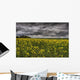 Summer Storm Clouds Over A Canola Field East Of Fort Saskatchewan Wall Mural