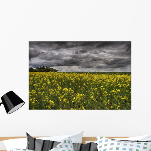 Summer Storm Clouds Over A Canola Field East Of Fort Saskatchewan Wall Mural
