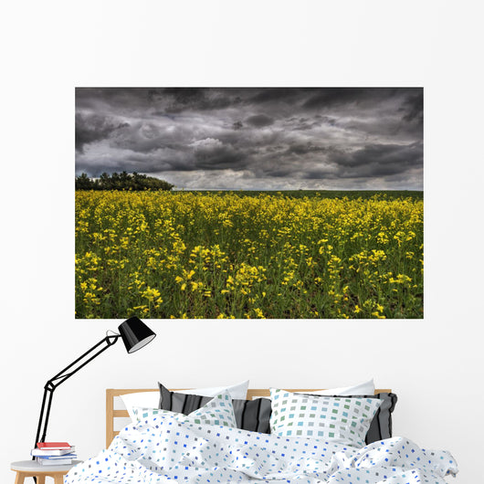 Summer Storm Clouds Over A Canola Field East Of Fort Saskatchewan Wall Mural