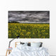 Summer Storm Clouds Over A Canola Field East Of Fort Saskatchewan Wall Mural
