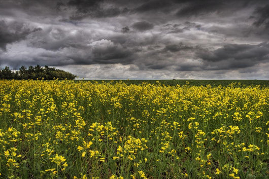 Summer Storm Clouds Over A Canola Field East Of Fort Saskatchewan Wall Mural