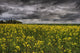 Summer Storm Clouds Over A Canola Field East Of Fort Saskatchewan Wall Mural