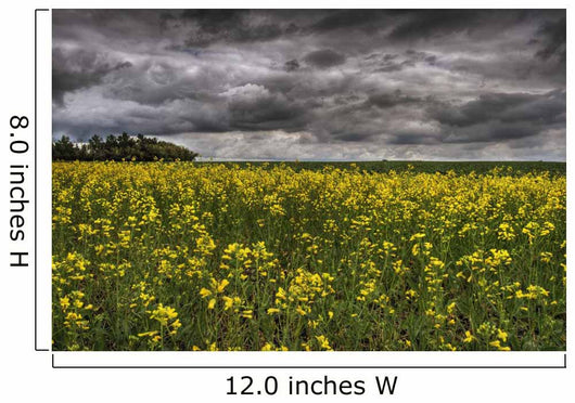 Summer Storm Clouds Over A Canola Field East Of Fort Saskatchewan Wall Mural