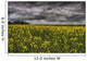 Summer Storm Clouds Over A Canola Field East Of Fort Saskatchewan Wall Mural