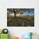 Early Evening Under An Old Poplar Tree North Of Edmonton, Alberta Wall Mural