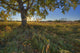 Early Evening Under An Old Poplar Tree North Of Edmonton, Alberta Wall Mural
