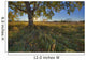 Early Evening Under An Old Poplar Tree North Of Edmonton, Alberta Wall Mural