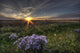 Summer Sunset Over Prairie Wildflowers North Of Bon Accord, Alberta Wall Mural