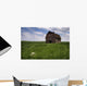 Old Red Barn And A Field Of Dandelions In Summer Wall Mural