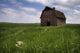 Old Red Barn And A Field Of Dandelions In Summer Wall Mural