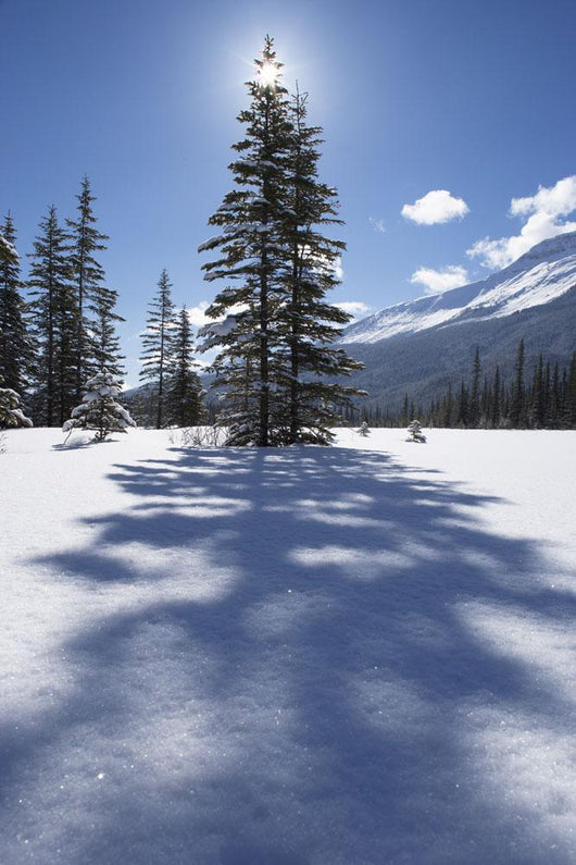 Rampart Flats In Winter, Banff National Park, Alberta Wall Mural