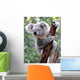 Curious Koala