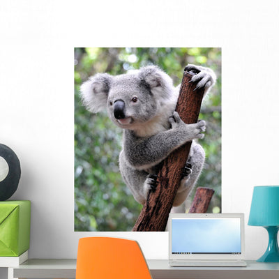 Curious Koala shown on a wall