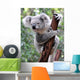 Curious Koala