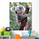 Curious Koala