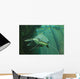 Catfish Wall Mural