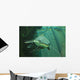 Catfish Wall Mural