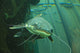 Catfish Wall Mural