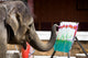 Elephant Wall Mural