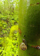 Snail, Pointe-Des-Cascades, Quebec, Canada Wall Mural
