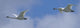 Swans Flying In Formation, Yukon Wall Mural