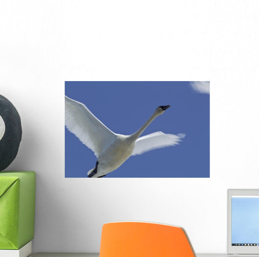 Swan In Flight, Long Exposure Wall Mural