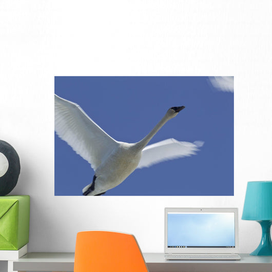 Swan In Flight, Long Exposure Wall Mural