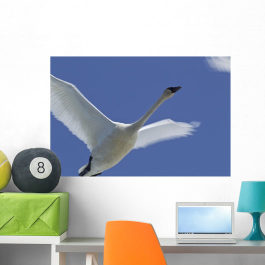 Swan In Flight, Long Exposure Wall Mural