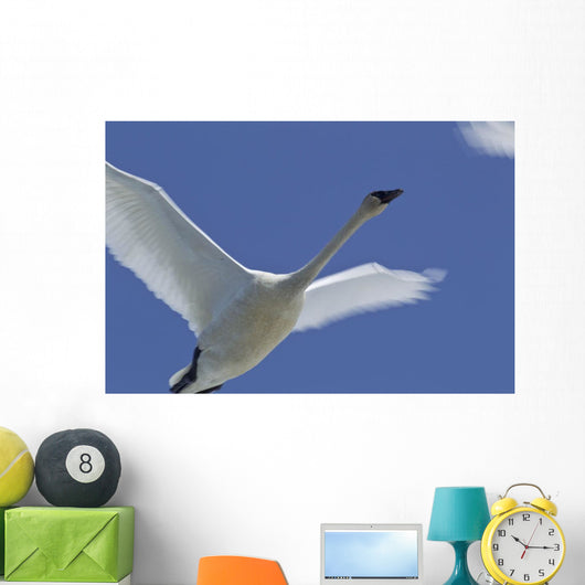 Swan In Flight, Long Exposure Wall Mural