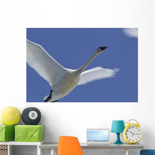 Swan In Flight, Long Exposure Wall Mural