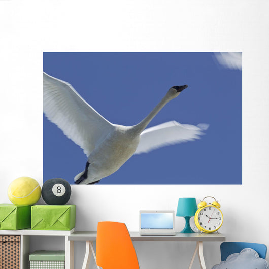Swan In Flight, Long Exposure Wall Mural