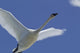 Swan In Flight, Long Exposure Wall Mural