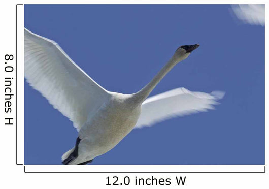Swan In Flight, Long Exposure Wall Mural