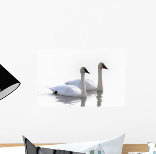 Swans Bathed In Light Swimming Together, Yukon Wall Mural