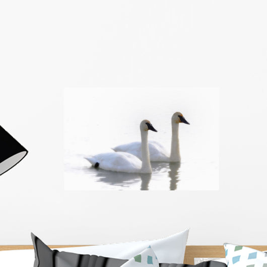 Swans Bathed In Light Swimming Together, Yukon Wall Mural