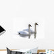 Swans Bathed In Light Swimming Together, Yukon Wall Mural