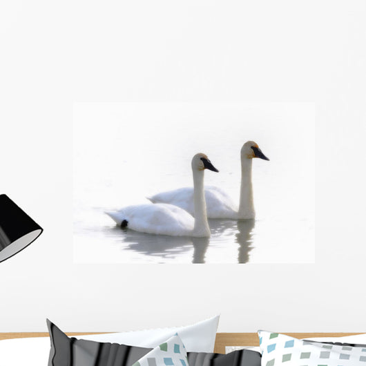 Swans Bathed In Light Swimming Together, Yukon Wall Mural