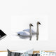 Swans Bathed In Light Swimming Together, Yukon Wall Mural