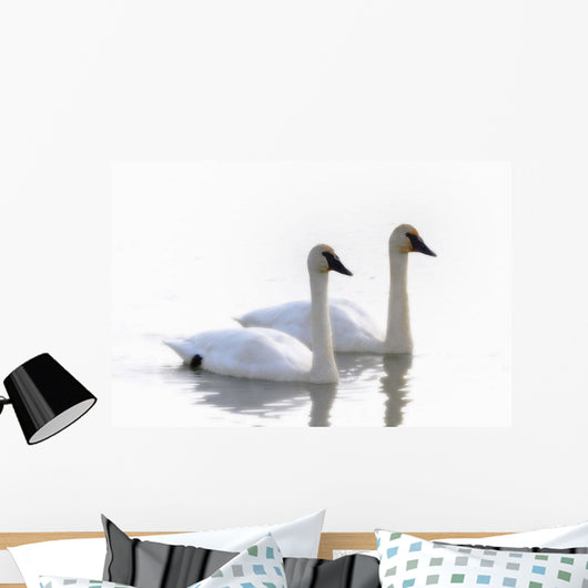 Swans Bathed In Light Swimming Together, Yukon Wall Mural