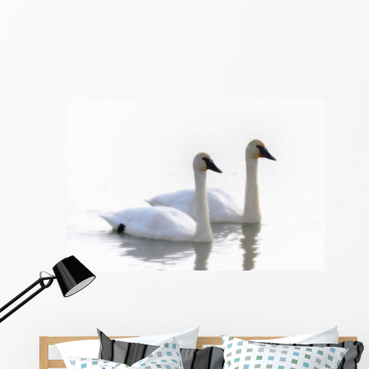 Swans Bathed In Light Swimming Together, Yukon Wall Mural