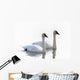Swans Bathed In Light Swimming Together, Yukon Wall Mural