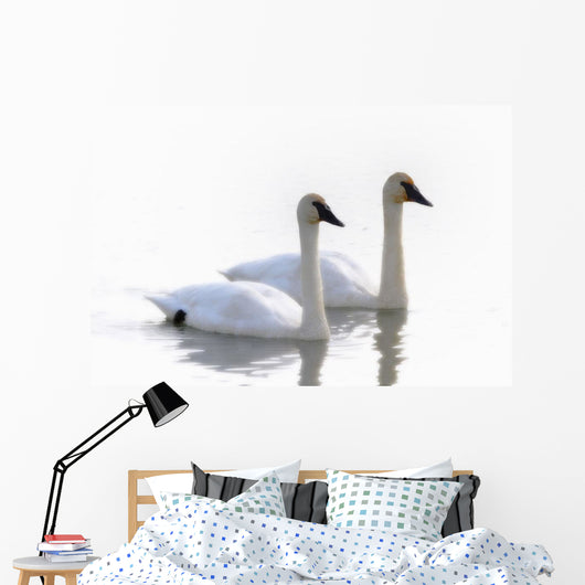 Swans Bathed In Light Swimming Together, Yukon Wall Mural