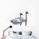 Swans Bathed In Light Swimming Together, Yukon Wall Mural