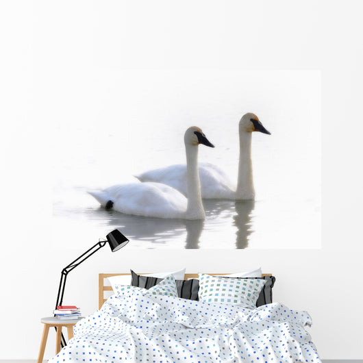 Swans Bathed In Light Swimming Together, Yukon Wall Mural