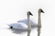 Swans Bathed In Light Swimming Together, Yukon Wall Mural
