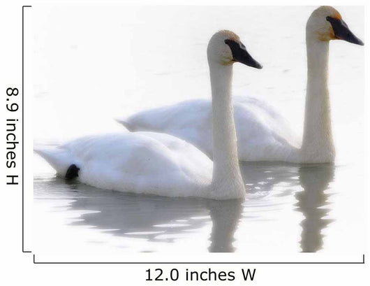 Swans Bathed In Light Swimming Together, Yukon Wall Mural